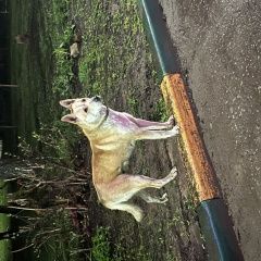 ����: ������� ������  �������� ������ ������ �������� ����� ������� ���� � �. ����