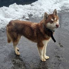 ����: ������� ������  �������� ������ ������ �������� ������, ����...� � �. ������