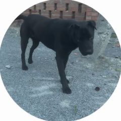 ����: ������� ������  �������� ������ ������ ������-��-���� � �. ������-��-����