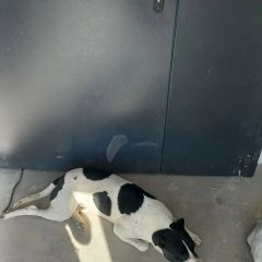 ����: ������� ������  ������������ ���� ������� ������ ������� � �. ����������� ����
