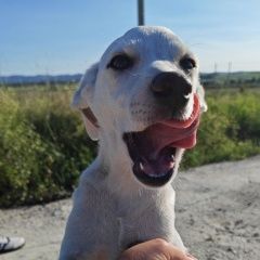 ����: ������� ������  �������� ������ ������ ����� ���� �����...� � �. ������������