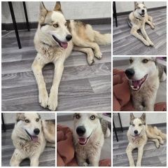 ����: ������� ������  ����������� ������� ������ �������, �������� � �. ����������