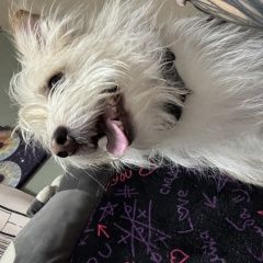 ����: ������� ������ ������������ �������� ������ ������ ������� � �. ������