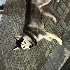 ����: ������� ������ ��������� ����� �������� ������ ��������� � �. ���������