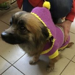 Подробнее об объявлении «Краснодар Найдена собака» Фото: найдена собака  «Краснодар Найдена собака» в г. Краснодар