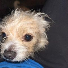 Подробнее об объявлении «Найдена собака кобель маленький испуганный мальчик Высоковск» Фото: найдена собака  «Найдена собака кобель маленький испуганный...» в г. Высоковск