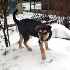 Подробнее об объявлении «Найдена собака кобель Александров» Фото: найдена собака  «Найдена собака кобель Александров» в г. Александров