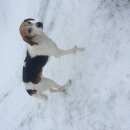 Подробнее об объявлении «Егорьевск Найдена собака» Фото: найдена собака  «Егорьевск Найдена собака» в г. Егорьевск