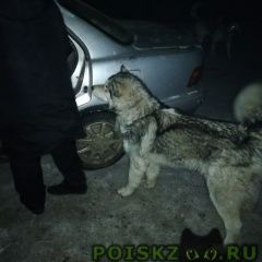 Подробнее об объявлении «Чита Найдена собака кобель маламут» Фото: найдена собака Аляскинский маламут «Чита Найдена собака кобель маламут» в г. Чита
