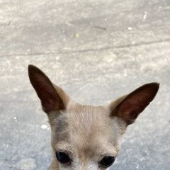 Подробнее об объявлении «Найдена собака кобель чихуахуа Москва» Фото: найдена собака  «Найдена собака кобель чихуахуа Москва» в г. Москва