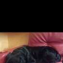 Подробнее об объявлении «Найдена собака Нижний Новгород» Фото: найдена собака Лабрадор ретривер «Найдена собака Нижний Новгород» в г. Нижний Новгород