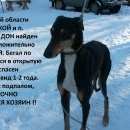 Подробнее об объявлении «Городище (Волгоградская обл.) Найдена собака кобель охотничья» Фото: найдена собака Русская псовая борзая «Городище (Волгоградская обл.) Найдена собака...» в г. Городище (Волгоградская обл.)