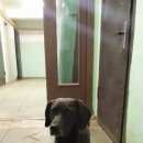 Подробнее об объявлении «Найдена собака кобель Химки» Фото: найдена собака  «Найдена собака кобель Химки» в г. Химки