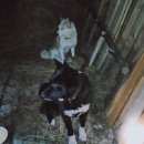 Подробнее об объявлении «Данилов Найдена собака кобель» Фото: найдена собака Западно-сибирская лайка «Данилов Найдена собака кобель» в г. Данилов