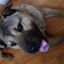 Подробнее об объявлении «Найдена собака кобель Череповец» Фото: найдена собака  «Найдена собака кобель Череповец» в г. Череповец