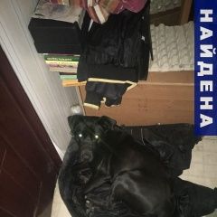 Подробнее об объявлении «Симферополь Найдена собака кобель» Фото: найдена собака  «Симферополь Найдена собака кобель» в г. Симферополь