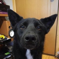 Подробнее об объявлении «Найдена собака кобель Москва» Фото: найдена собака  «Найдена собака кобель Москва» в г. Москва