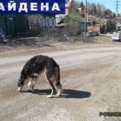 Подробнее об объявлении «Красноярск Найдена собака» Фото: найдена собака Русская псовая борзая «Красноярск Найдена собака» в г. Красноярск