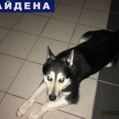 Подробнее об объявлении «Найдена собака девочка смесь лайки с хаски Пермь» Фото: найдена собака Сибирская хаски «Найдена собака девочка смесь лайки с хаски Пермь» в г. Пермь