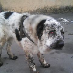 Подробнее об объявлении «Пески (Московская обл.) Найдена собака кобель алабай белый с черными пятнами» Фото: найдена собака  «Пески (Московская обл.) Найдена собака кобель...» в г. Пески (Московская обл.)