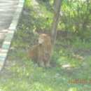 Подробнее об объявлении «Найдена собака кобель Нижний Новгород» Фото: найдена собака  «Найдена собака кобель Нижний Новгород» в г. Нижний Новгород