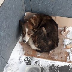 Подробнее об объявлении «Красноярск Найдена собака магазин ротор» Фото: найдена собака  «Красноярск Найдена собака магазин ротор» в г. Красноярск