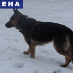 Подробнее об объявлении «Найдена собака Ивантеевка (Московская обл.)» Фото: найдена собака Восточно-европейская овчарка «Найдена собака Ивантеевка (Московская обл.)» в г. Ивантеевка (Московская обл.)
