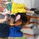 Подробнее об объявлении «Челябинск Найдена собака кобель» Фото: найдена собака Ротвейлер «Челябинск Найдена собака кобель» в г. Челябинск