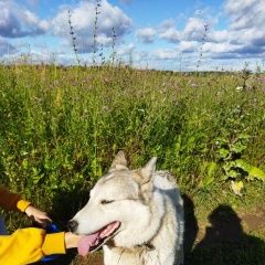 Подробнее об объявлении «Боровск Найдена собака июль» Фото: найдена собака  «Боровск Найдена собака июль» в г. Боровск