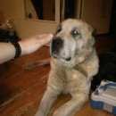 Подробнее об объявлении «Найдена собака Нижний Новгород» Фото: найдена собака Среднеазиатская овчарка «Найдена собака Нижний Новгород» в г. Нижний Новгород