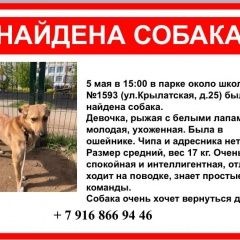 Подробнее об объявлении «Найдена собака в крылатском Москва» Фото: найдена собака  «Найдена собака в крылатском Москва» в г. Москва