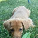 Подробнее об объявлении «Энгельс Найдена собака» Фото: найдена собака  «Энгельс Найдена собака» в г. Энгельс