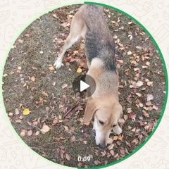 Подробнее об объявлении «Найдена собака кобель ищет хозяина Тамбов» Фото: найдена собака Гончая «Найдена собака кобель ищет хозяина Тамбов» в г. Тамбов