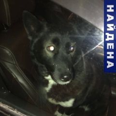 Подробнее об объявлении «Найдена собака Санкт-Петербург» Фото: найдена собака  «Найдена собака Санкт-Петербург» в г. Санкт-Петербург