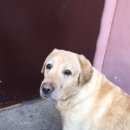 Подробнее об объявлении «Найдена собака кобель Дзержинск» Фото: найдена собака Лабрадор ретривер «Найдена собака кобель Дзержинск» в г. Дзержинск