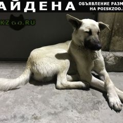 Подробнее об объявлении «Севастополь Найдена собака» Фото: найдена собака  «Севастополь Найдена собака» в г. Севастополь