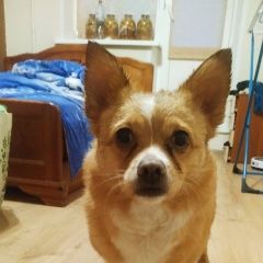 Подробнее об объявлении «Найдена собака м. братиславская Москва» Фото: найдена собака  «Найдена собака м. братиславская Москва» в г. Москва