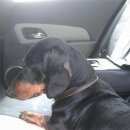 Подробнее об объявлении «Найдена собака кобель не молодой, слепой кобель таксы Дмитров» Фото: найдена собака Такса «Найдена собака кобель не молодой, слепой кобель...» в г. Дмитров