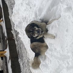 Картинка найдена собака В городе Красногорск найдена собачёнка. Красногорск