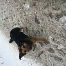 Подробнее об объявлении «Щербинка Найдена собака» Фото: найдена собака  «Щербинка Найдена собака» в г. Щербинка