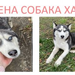 Подробнее об объявлении «Дорохово Найдена собака» Фото: найдена собака  «Дорохово Найдена собака» в г. Дорохово