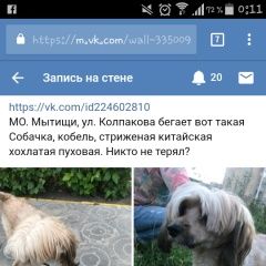 Подробнее об объявлении «Найдена собака кобель Мытищи» Фото: найдена собака Китайская хохлатая собака «Найдена собака кобель Мытищи» в г. Мытищи