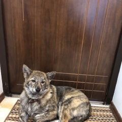 Подробнее об объявлении «Найдена собака в районе жк новый город Обнинск» Фото: найдена собака Акита-ину «Найдена собака в районе жк новый город Обнинск» в г. Обнинск