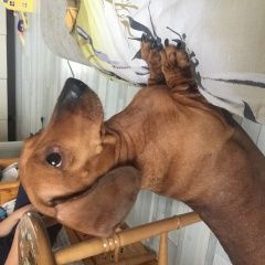 Подробнее об объявлении «Найдена собака такса девочка Москва» Фото: найдена собака Такса «Найдена собака такса девочка Москва» в г. Москва