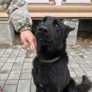 Подробнее об объявлении «Тула Найдена собака» Фото: найдена собака Кавказская овчарка «Тула Найдена собака» в г. Тула