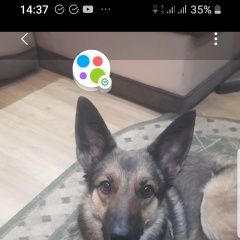 Подробнее об объявлении «Обь Найдена собака разыскивается хозяин» Фото: найдена собака  «Обь Найдена собака разыскивается хозяин» в г. Обь