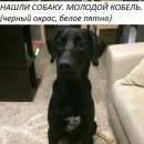 Подробнее об объявлении «Найдена собака кобель черный крупный кобель Нижний Новгород» Фото: найдена собака Дратхаар «Найдена собака кобель черный крупный кобель...» в г. Нижний Новгород