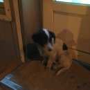 Подробнее об объявлении «Найдена собака кобель Улан-Удэ» Фото: найдена собака  «Найдена собака кобель Улан-Удэ» в г. Улан-Удэ