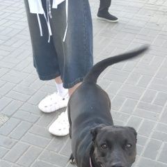 Подробнее об объявлении «Новосибирск Найдена собака» Фото: найдена собака  «Новосибирск Найдена собака» в г. Новосибирск