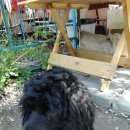 Подробнее об объявлении «Найдена собака Омск» Фото: найдена собака  «Найдена собака Омск» в г. Омск